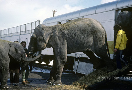 Ringling Bros. and Barnum & Bailey Circus Train